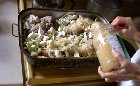 Pork roast being done at the cottage in an old roasting pan