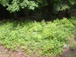 Pruning low pine branches let more sunshine to berry plants